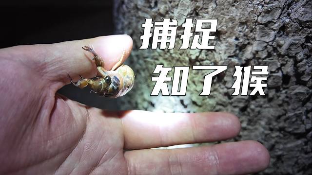 抓知了猴奇遇记