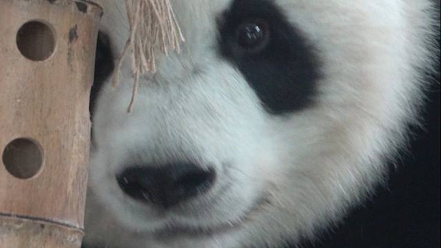 这谁家小熊，十岁了还奶呼呼的