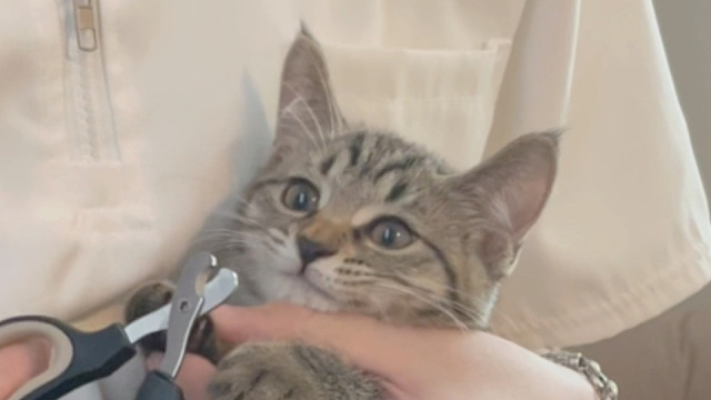 第一次剪指甲的小猫