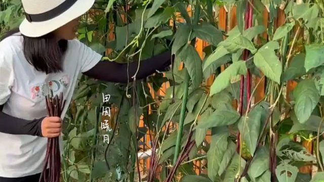 八月又到了种秋豆角的时候了，推荐您种这个紫色长豇豆，好种又好吃