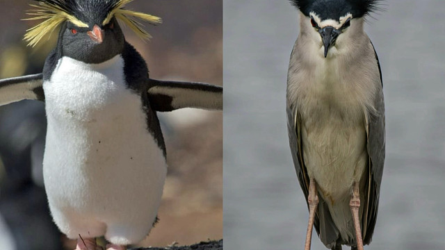 夜师傅三大爱好：钓鱼、烫头、模仿企鹅。