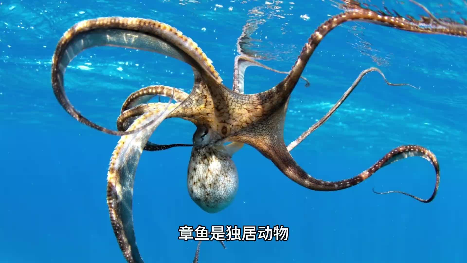 海洋的隐身大师——章鱼的多变世界