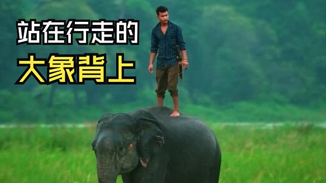 那些好玩的动物视频！