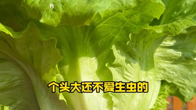 意大利生菜秋天种，口感会更好，脆嫩还带甜味