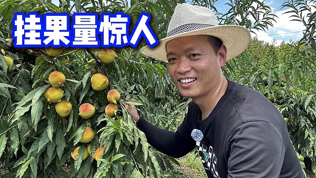 夫妻花12000元买了1000棵树，第一次挂果量惊人，老板确实没骗人