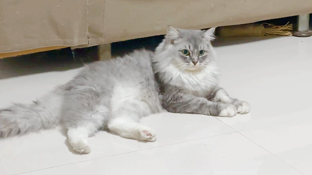 舒克：带着你那该死的假鸟法庭见