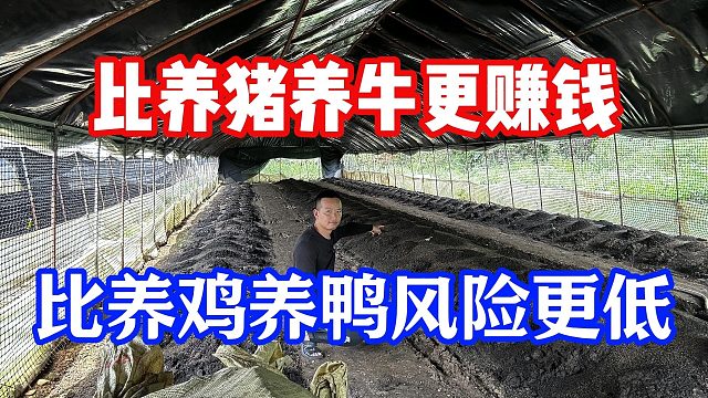 比养猪养牛更赚钱，比养鸡养鸭风险更低的养殖行业，赶紧了解一下