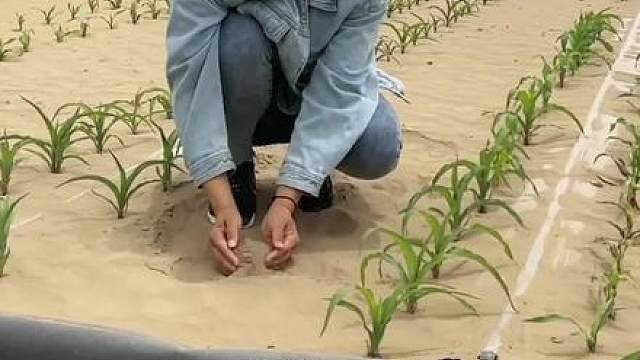 为了在沙漠里种出庄稼，他每天都要一插一拔重复上万次#冰葡萄汁 #葡萄汁 #夏日饮品 #口感特别好