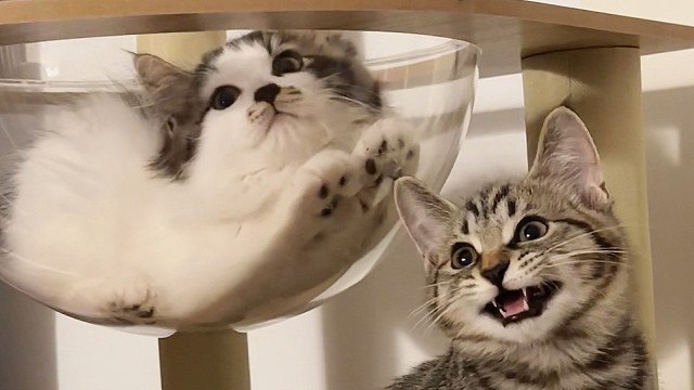 怀疑我的小猫有人瘾，一睁眼就过来吸我