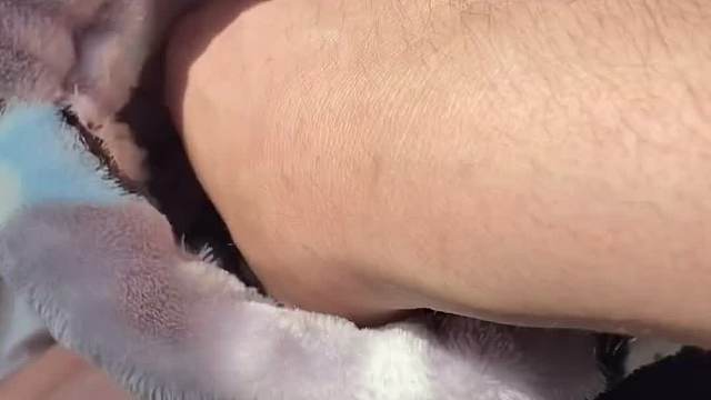 蜜袋 当小家伙认主后，就是一只飞翔的小耗子↖(^ω^)↗