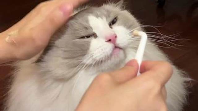 每日口腔护理时间到咯～ #万物可爱计划 #随时随地运动会 #卫仕仙气魔方