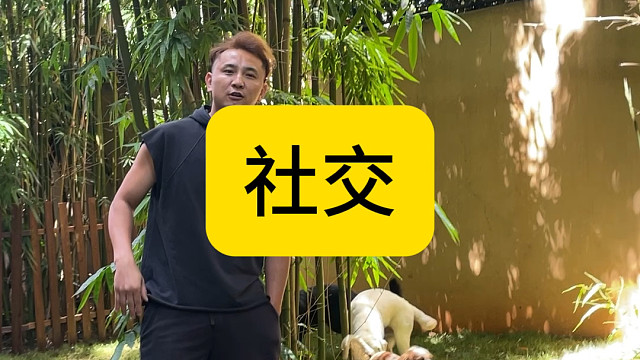 狗狗社交什么时候介入最好