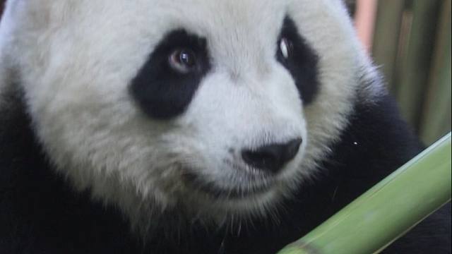 我们的国宝，连吃饭都自带优雅气质