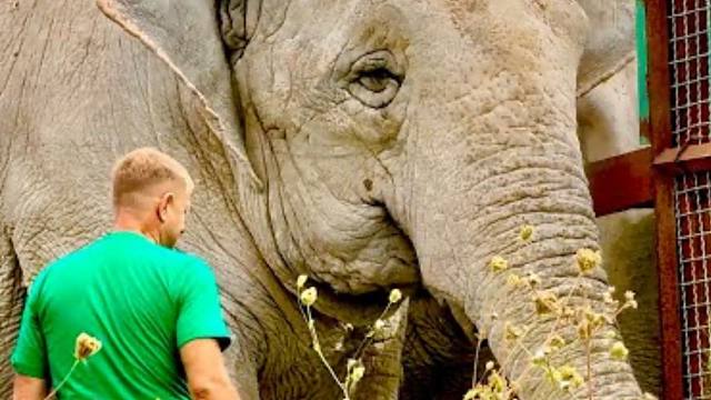 心情不好的大象对我们摆出了攻击姿势！