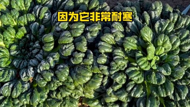 冬天要想吃到新鲜菜，一定要种乌塌菜