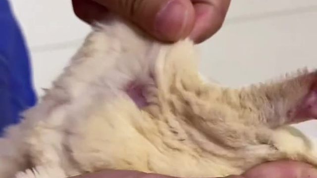 蜜袋鼯出袋 奶油姐养了奶油妹配了奶油马生了奶油……猜猜大姐最后说了啥