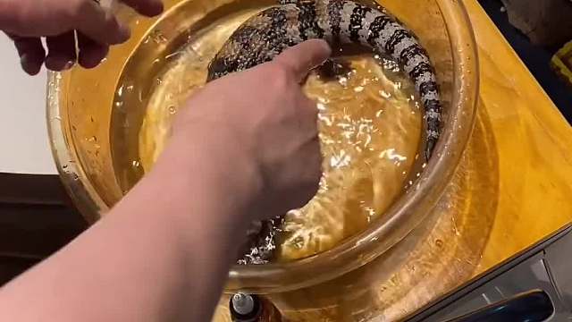 最神奇的就是蜕皮了，长大了一圈爬宠