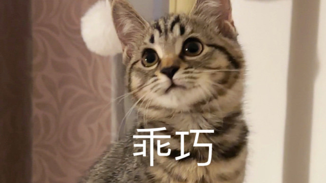 这只性格稳定的小狸花叫饭饭