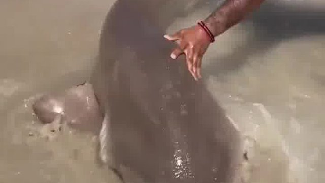 救鲨鱼是好的，但它万一回头咬一口怎么办