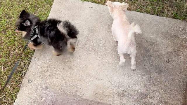 你们说要vlog我马上做出来了