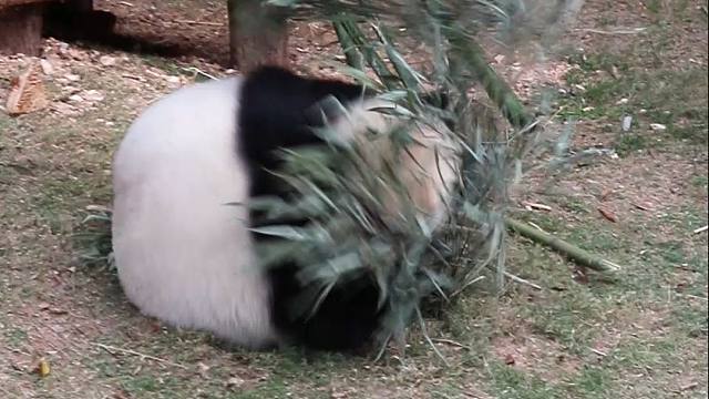 终于知道为什么叫滚滚大熊猫了