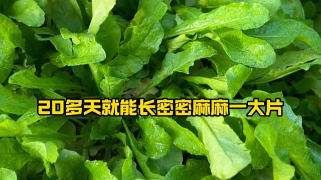 想吃荠菜再也不用去野外挖了，鲜嫩美味的家也能种