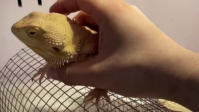 酷酷的长相，不愧是狮子