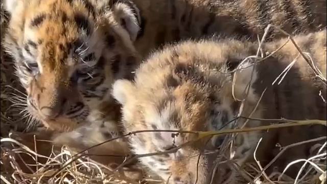 进来就被小老虎崽崽硬控1分钟！