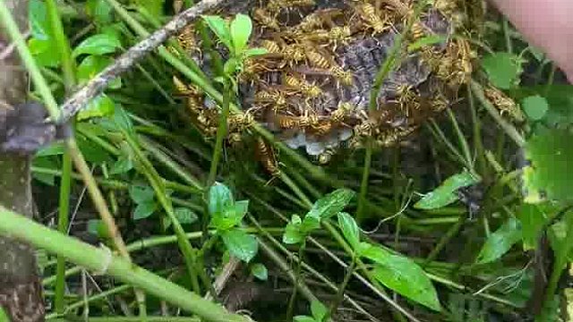 蛰一下能叫你哭死。