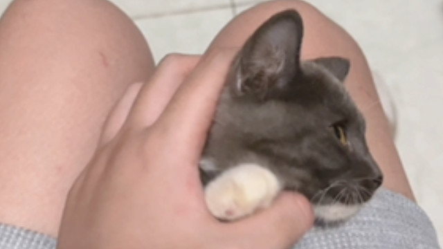 当我侄女跟我说她家这只小猫不让摸抓人怕人，结果我就这样摸了七八分钟