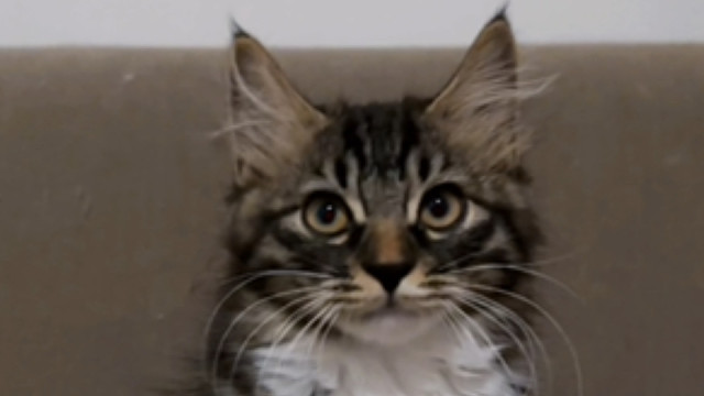 才发现他原来还不到三个月，还是个小宝宝啊