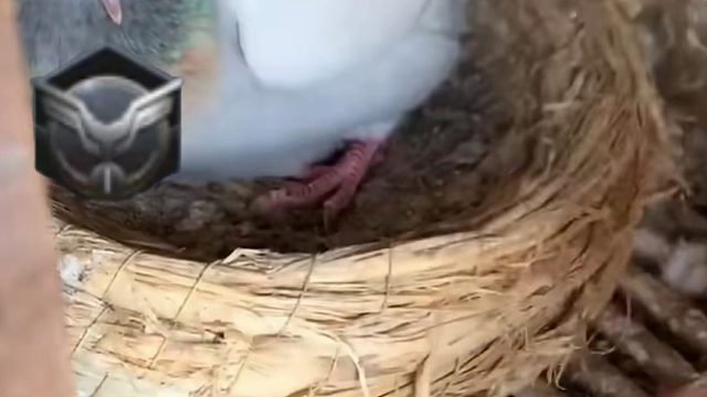 【Q9CODM】家人们，是我定的太菜；还是他滑的真的快？！