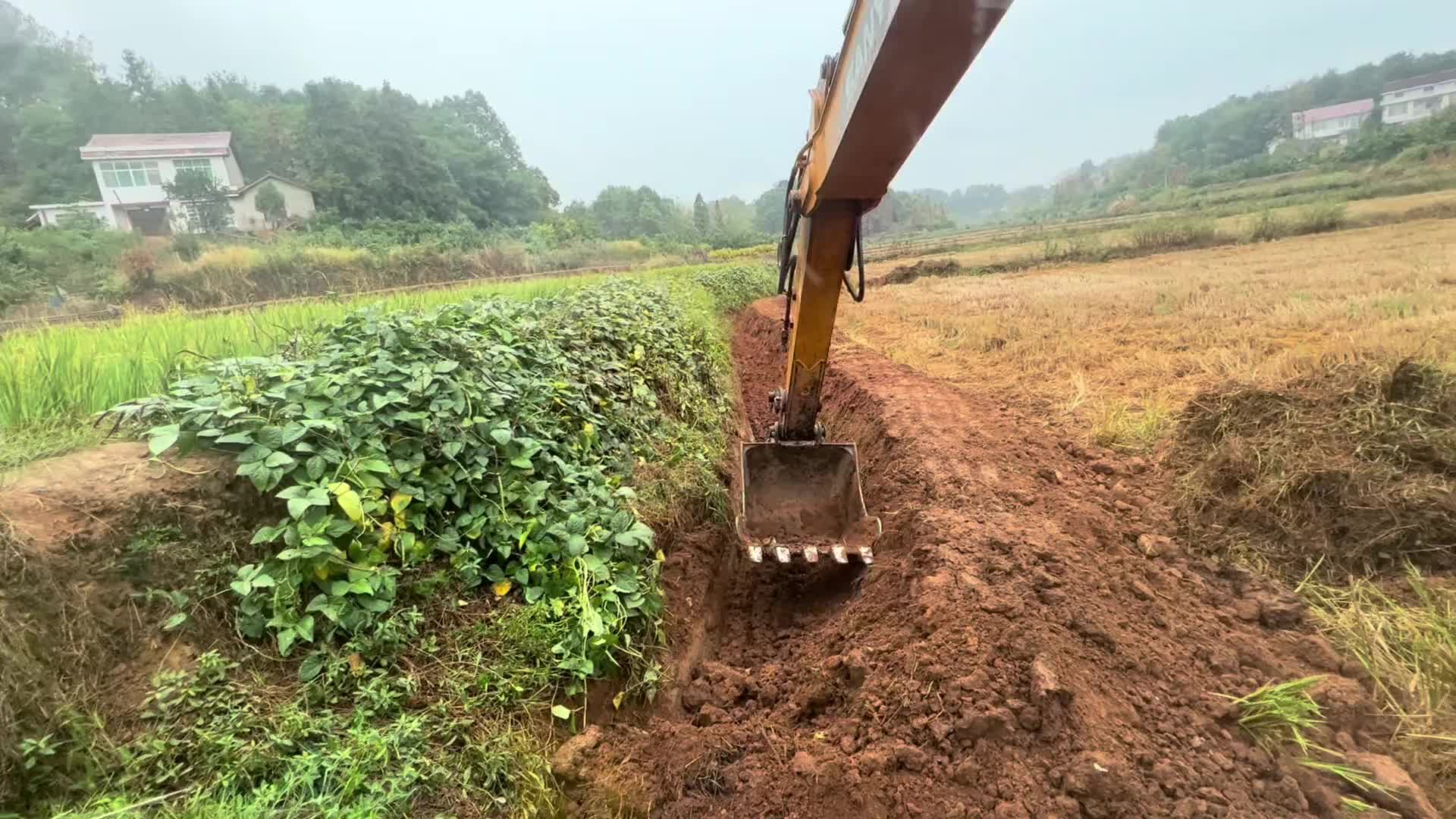 田里挖沟修机耕路，憨憨跟来抓螃蟹，一只都没看见。摘了两个柿子