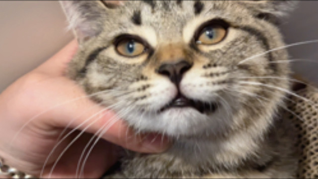 俗话说老虎的屁股摸不得…