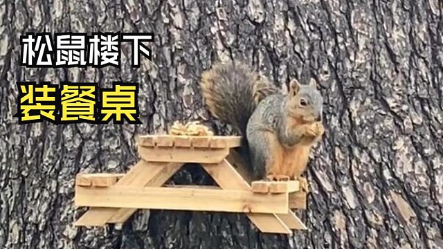 那些动物们的用餐时间！