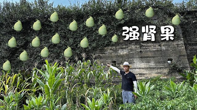 农村百年城墙上，生长着一种“强肾果‘，很多人不知道它的妙用
