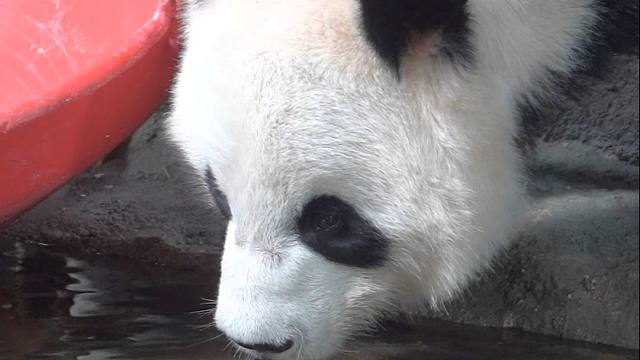 宝宝，你好像森林里的小精灵