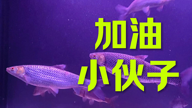 祝大家年年有余