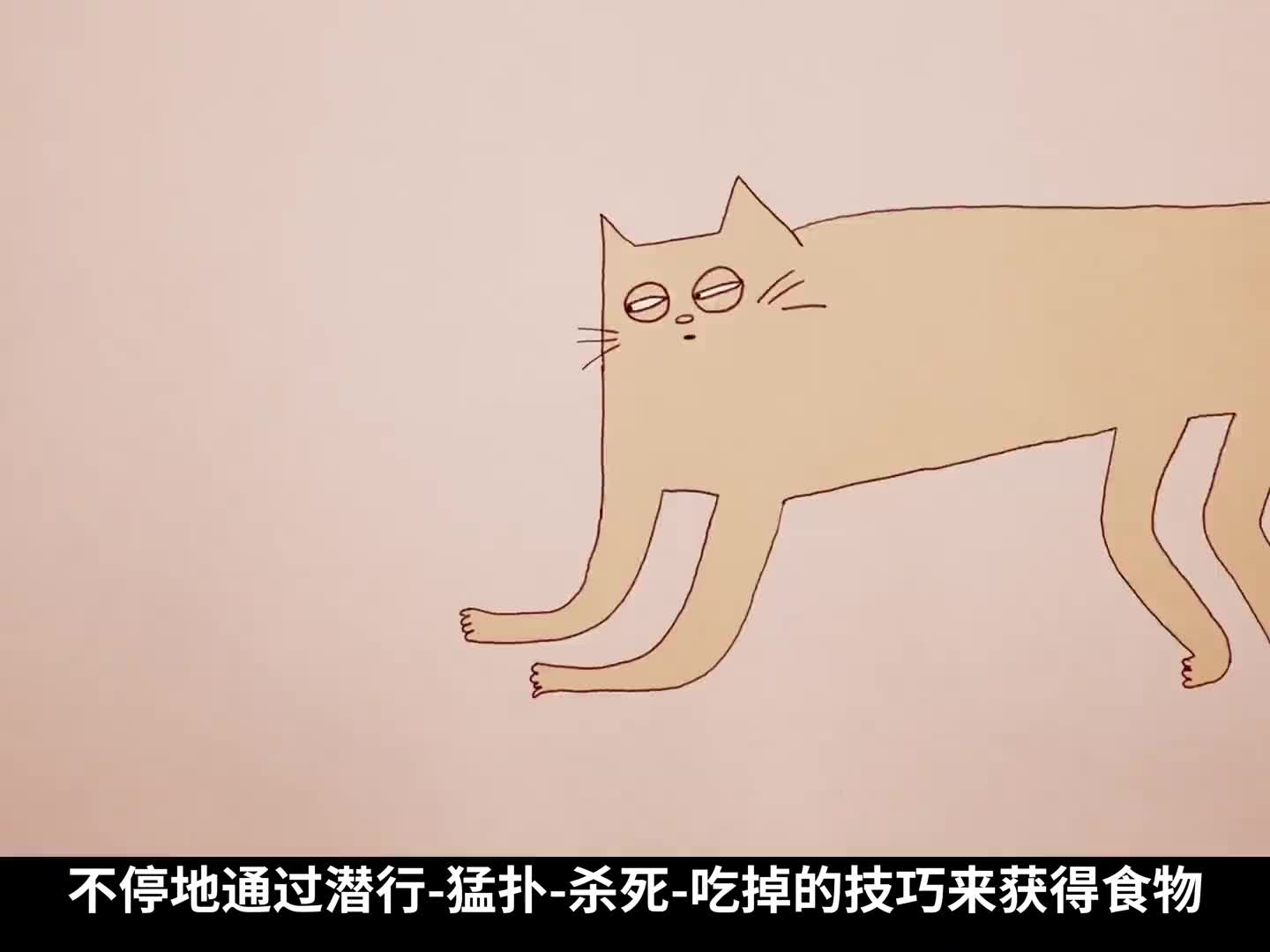 家养猫的奇怪行为解析（猫咪奇妙行为大赏）