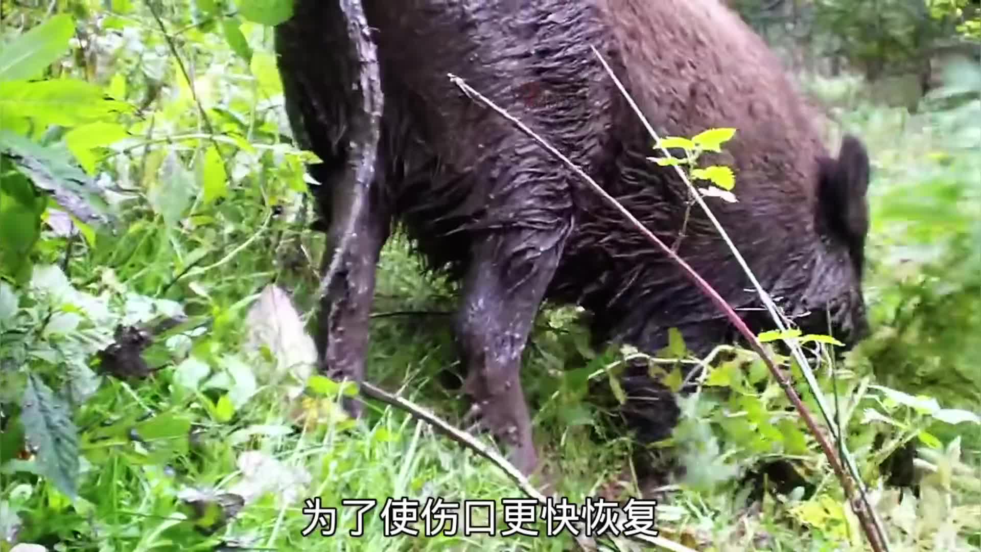 野猪的自愈能力有多强，简直超乎了我们的认知