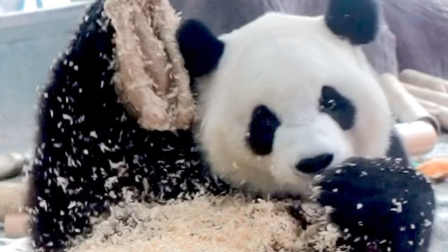 爱干净的仙女熊，给块搓澡巾我自己搓！