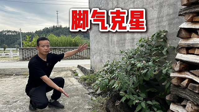 房边生长的“脚气草”，它的功能非常强大，拍摄大家看看