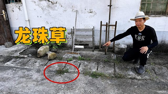 房子旁发现一株“龙珠草”，很多人一辈子没见过，拍给大家看看