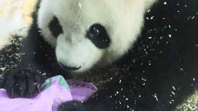 没有妹猪，但有奶妈做的妹猪抱枕噢~