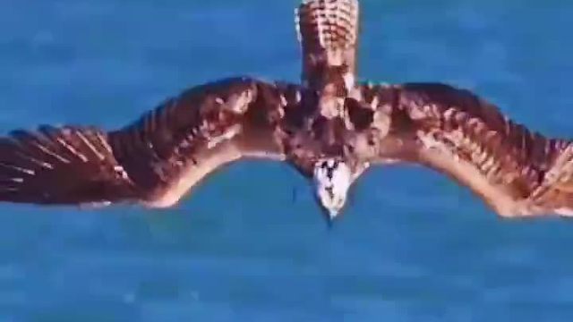 老鹰厉害是有原因的，它无时无刻不在练习……