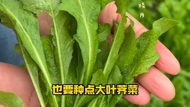 立秋过后，就可以种荠菜了