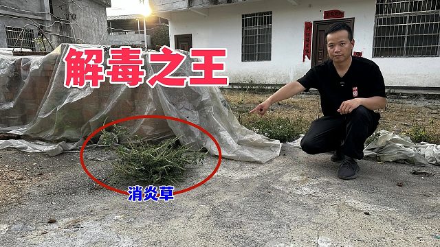 农村生长的植物解毒之王，现如今还有好多人不认识，拍给大家看看