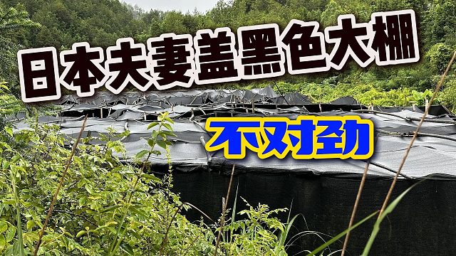 日本夫妻在贵州盖60亩黑色大棚，全村民发现不对劲，拍给大家看下