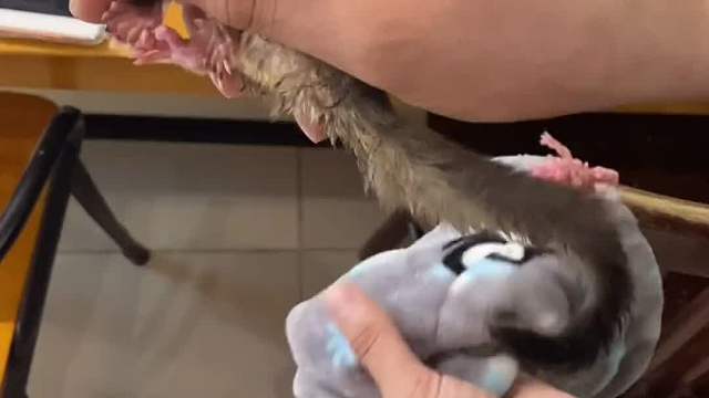 第二天总结：可以摸不能抓，继续捂在手心盘