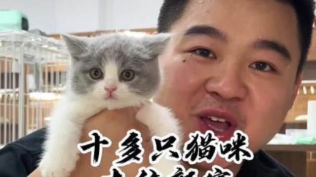 祝这些去往新家的小家伙新家幸福~#壮实说猫 #金加白